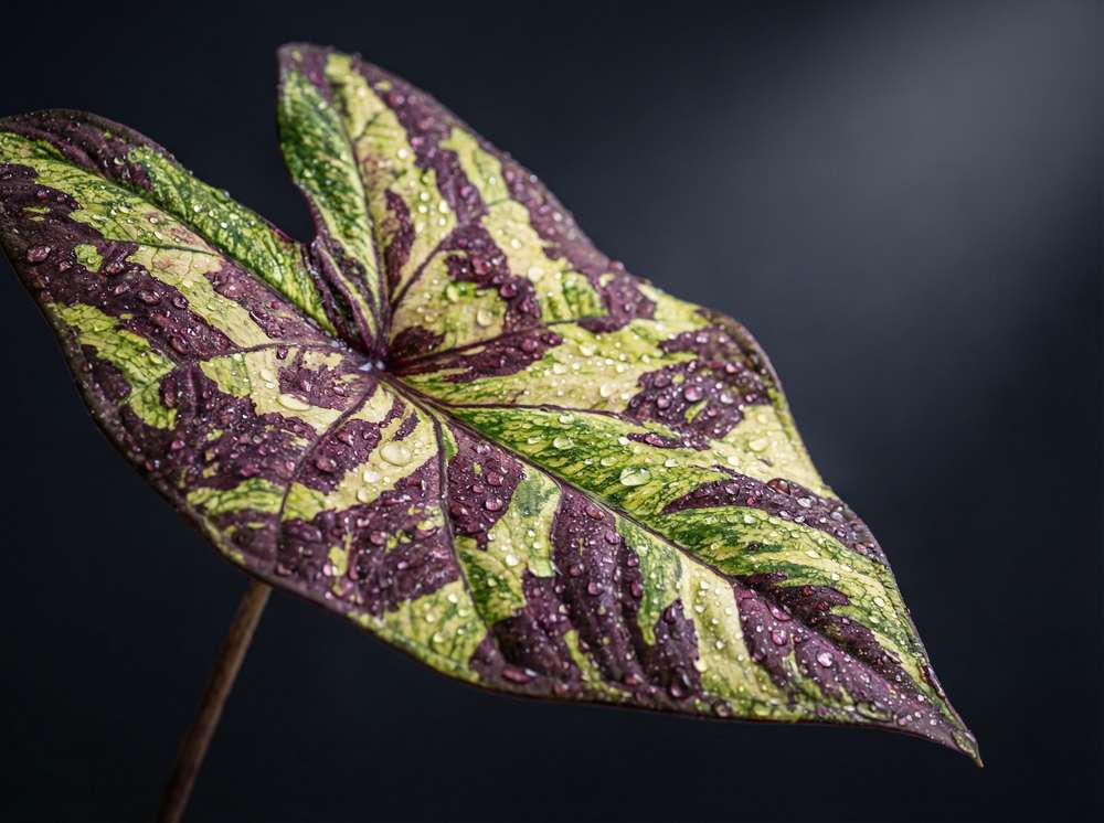 麻豆传媒植物测评视频